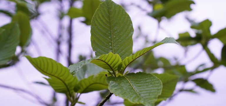 kratom leaves make people wonder if kratom is a dangerous drug or a healing plant